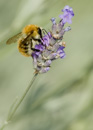 Bourdon