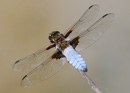 Libellule