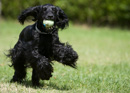 Chien