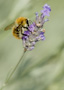 07. Macro